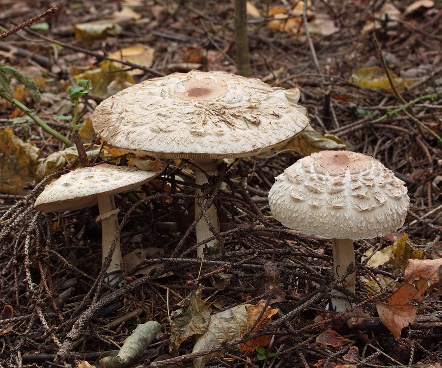 Грибы Зонтики Съедобные Фото Двойники – Telegraph