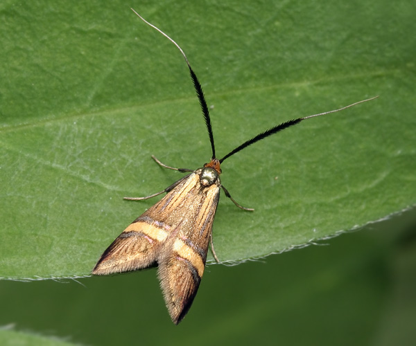 Длинноуска опоясанная Nemophora degeerella