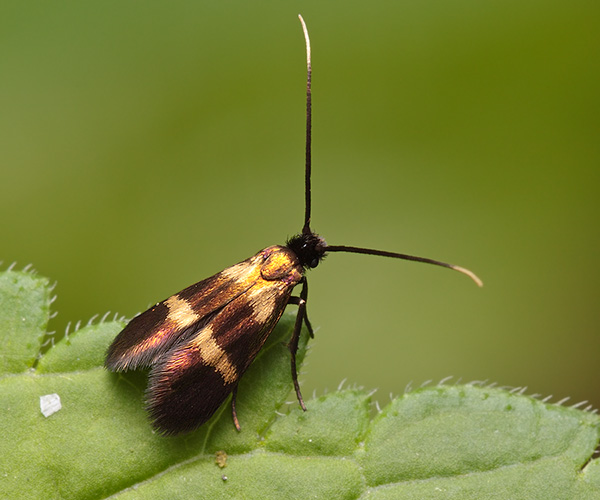 Adelidae